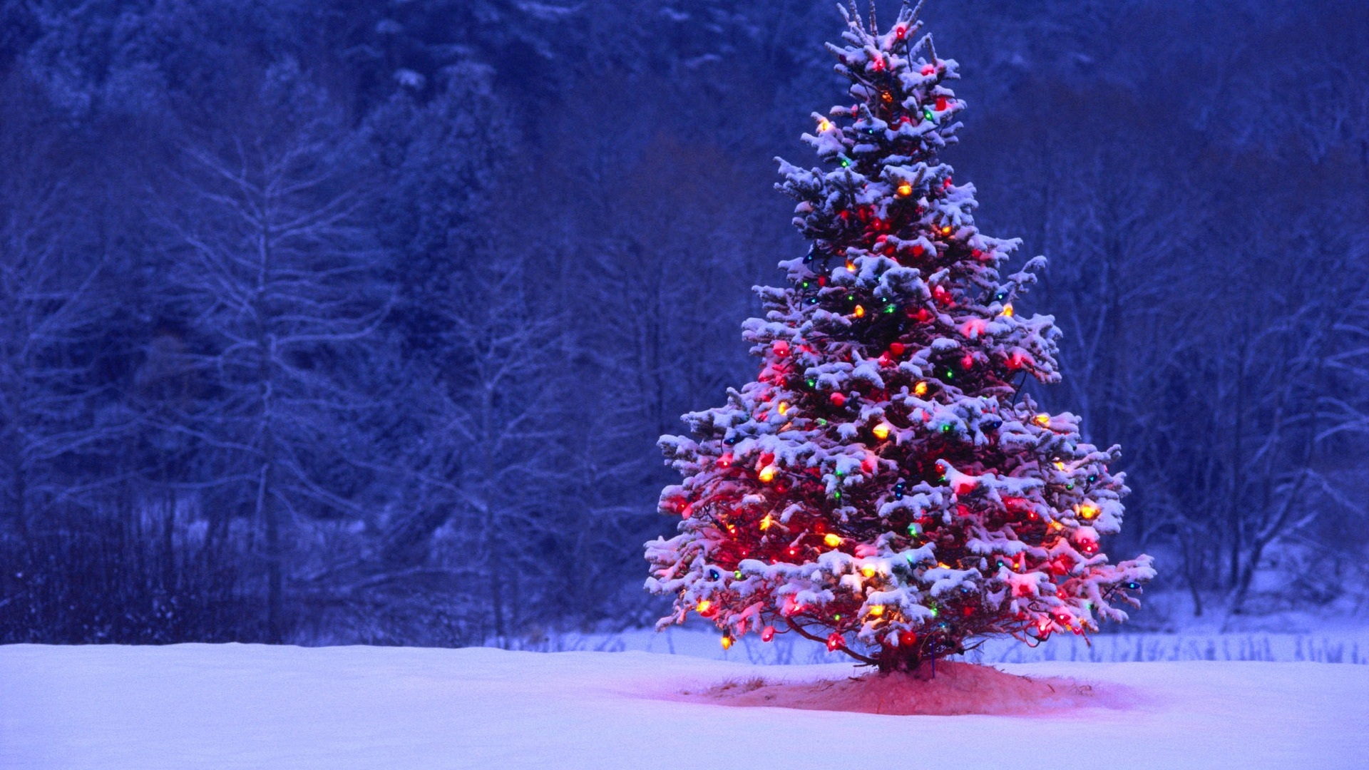 http://kalumatravel.co.uk/wp-content/uploads/2015/11/Christmas-Tree-in-Snow.jpg